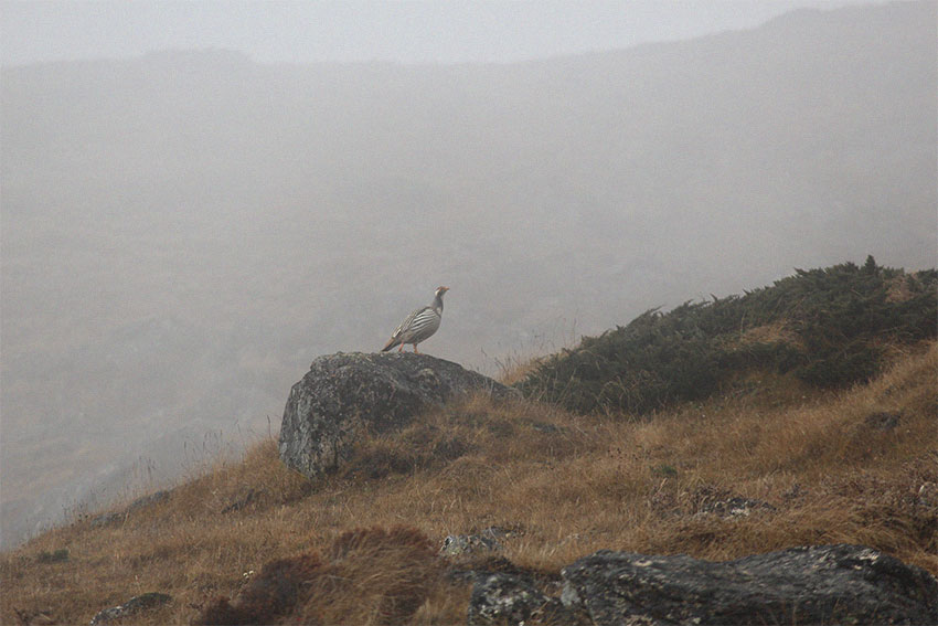 Lightroom denoise test image