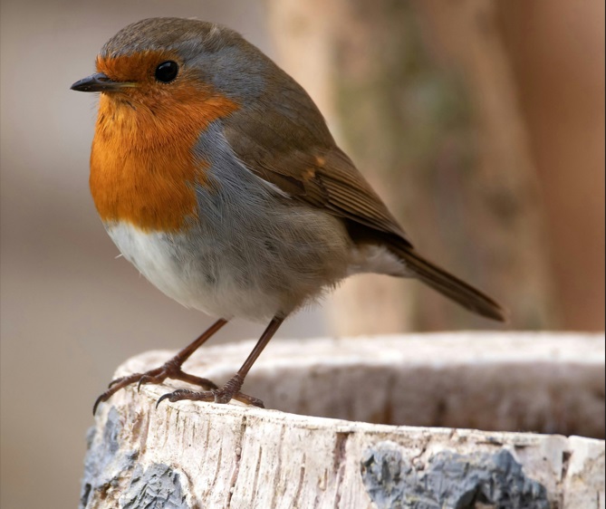 Topaz Gigapixel AI vs Photoshop low image