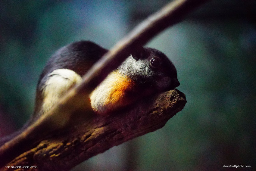 ISO 64000 photography