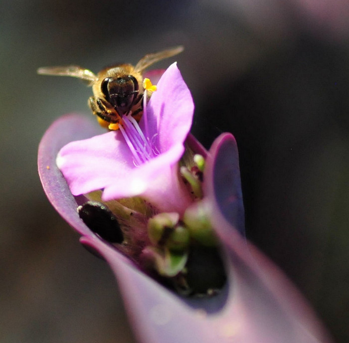 Lightroom Super Resolution Example 2