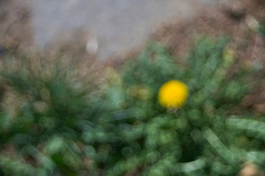 Out of Focus Photo Example 2