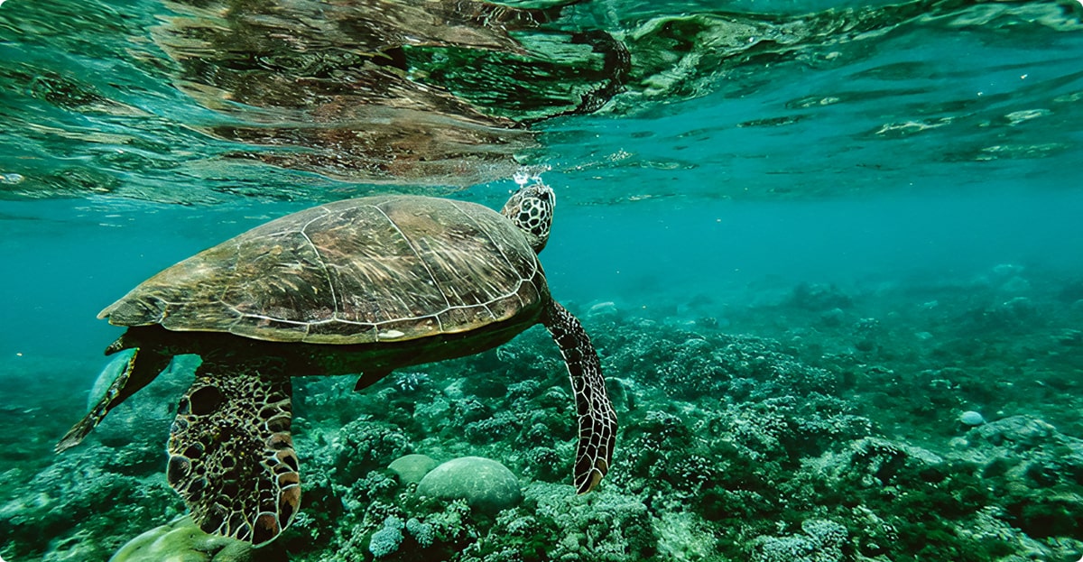Colorized Black-and-White Seashore Picture