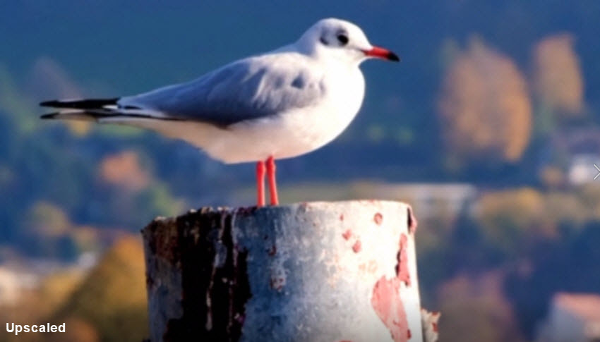 Capcut video enhancer upscaled video