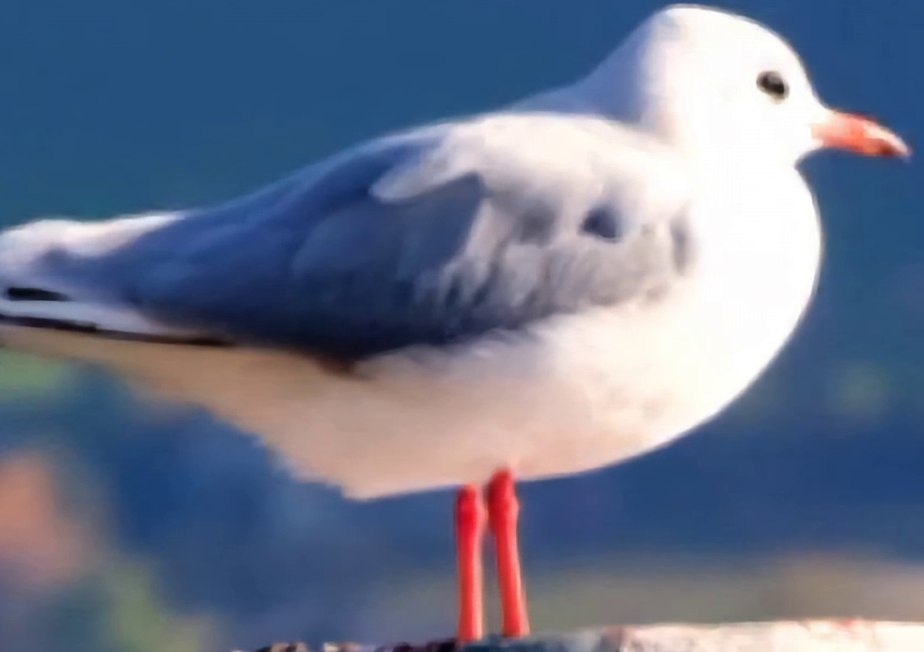 Upscaled by Vmake