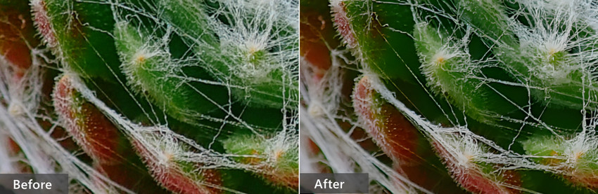 Affinity Photo AI Upsacling Result