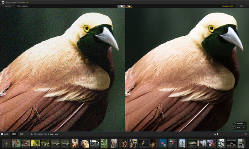 AIA Noise Reduction Bird Photos