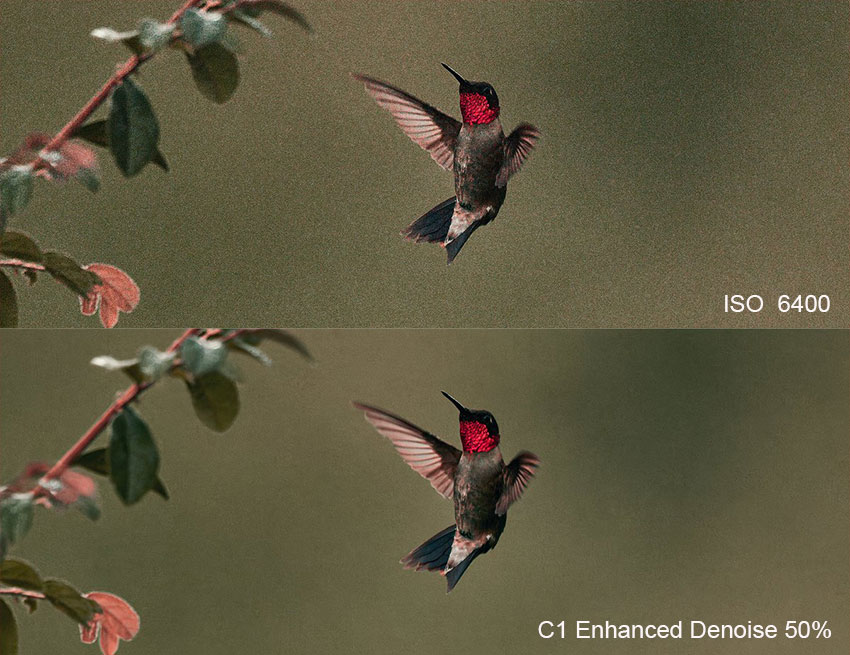ISO 6400 Wildlife RAW Denoising