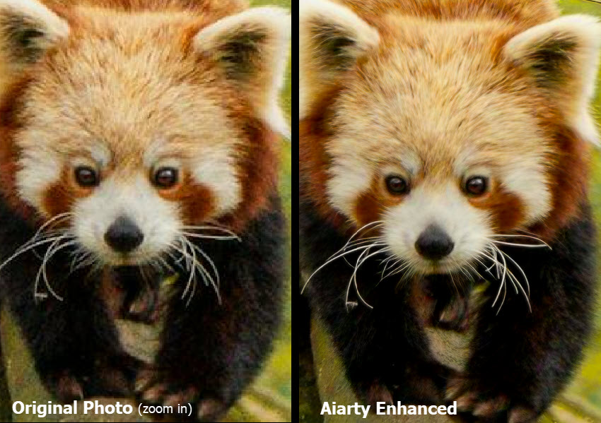 Compare Source Upscaled Photo Red Panda
