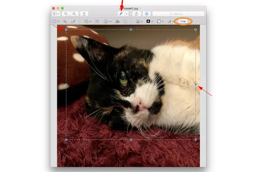 select the area to keep in Preview