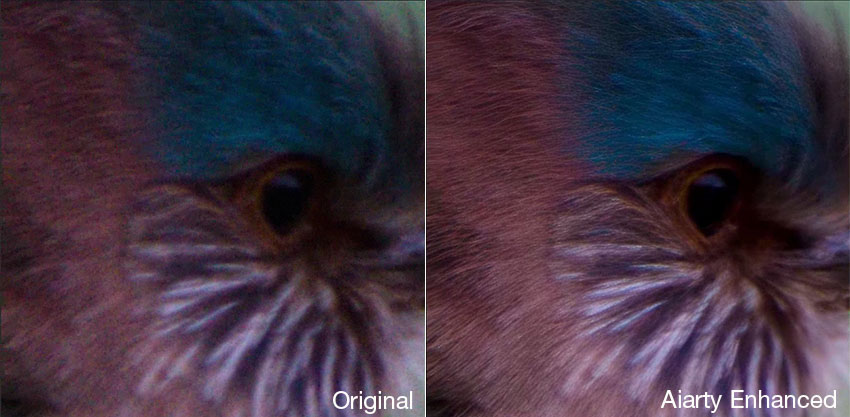 Aiarty bird photo enhancement before and after comparison