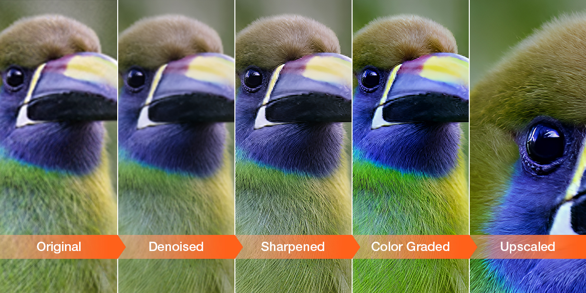 how to edit bird photos