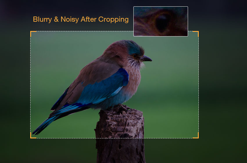 resolution loss after cropping bird photos