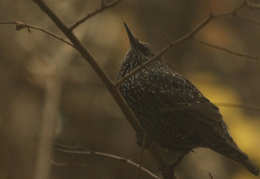 noisy raw images for editing