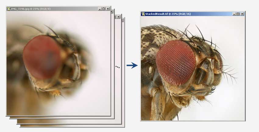 Focus Stacking Software - Zerene Stacker
