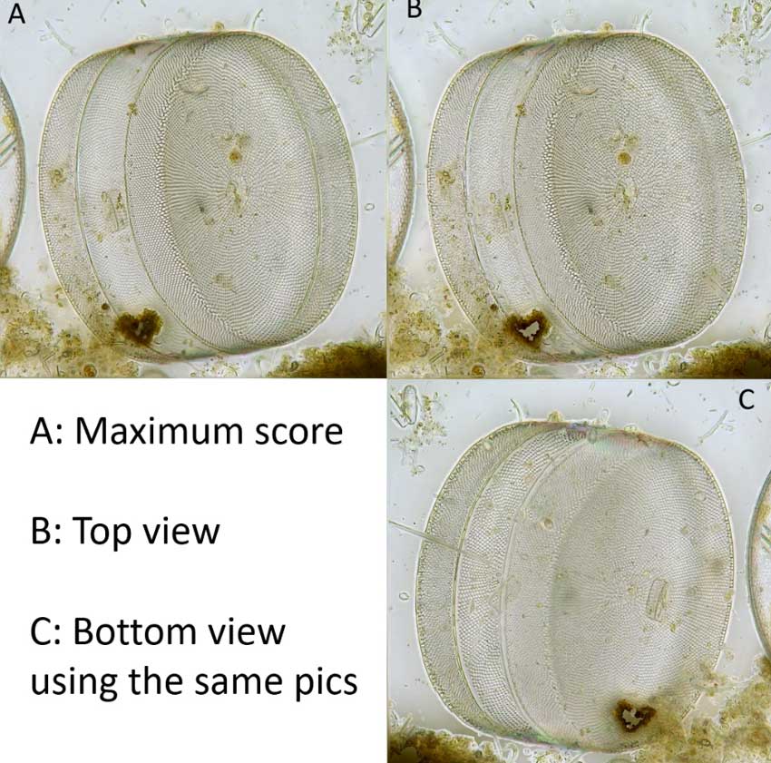 Focus Stacking Software - Picolay