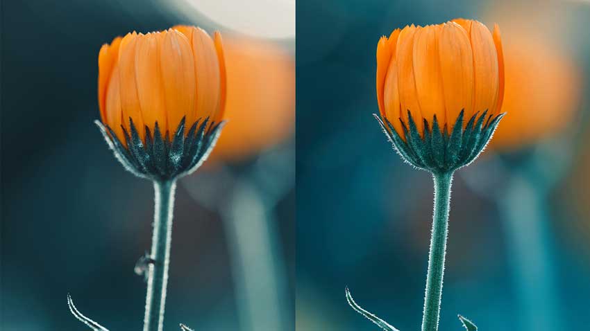 Focus Stacking Software - Adobe Photoshop