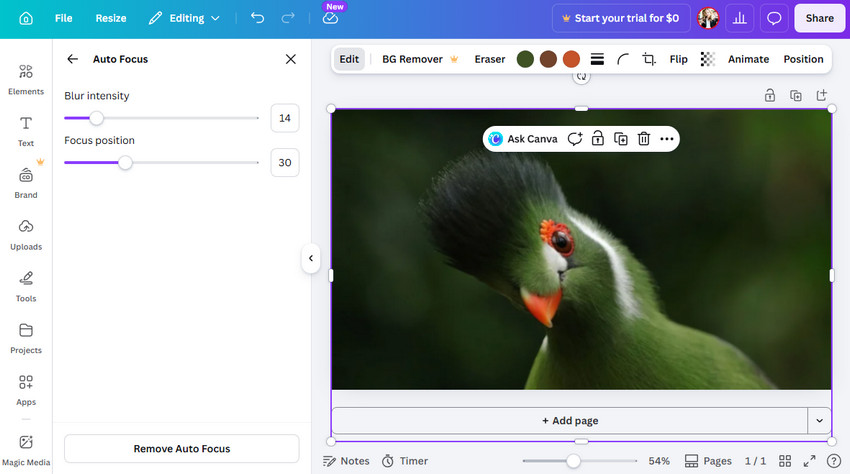 Sharpen a Subject with Canva Auto Focus