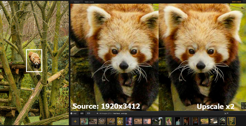 Upscale Wildlife Photo Aiarty