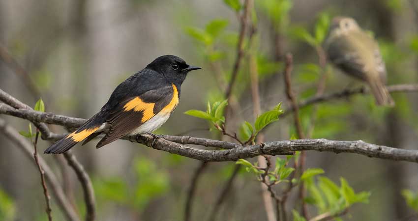 American Redstart showing clear bird identification field marks
