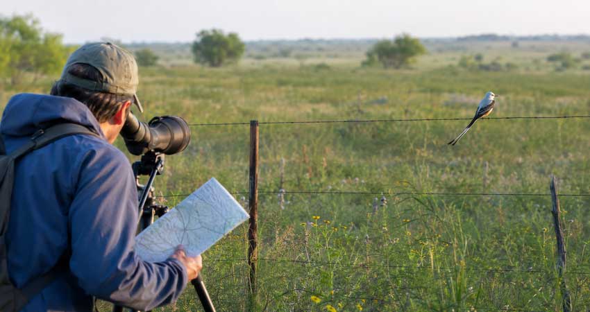 Birder finding a Scissor-tailed Flycatcher near a grassland hotspot