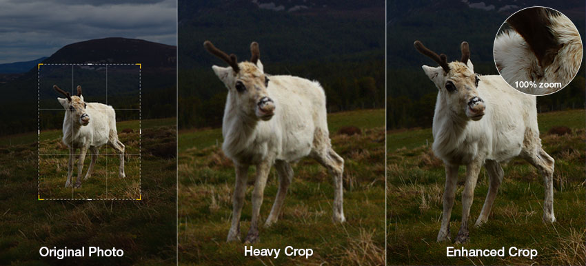 Before and after enhancing a cropped wildlife photo with Aiarty Image Enhancer