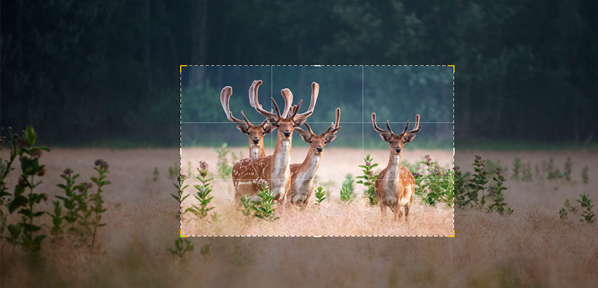 Crop Before Final Enhancement