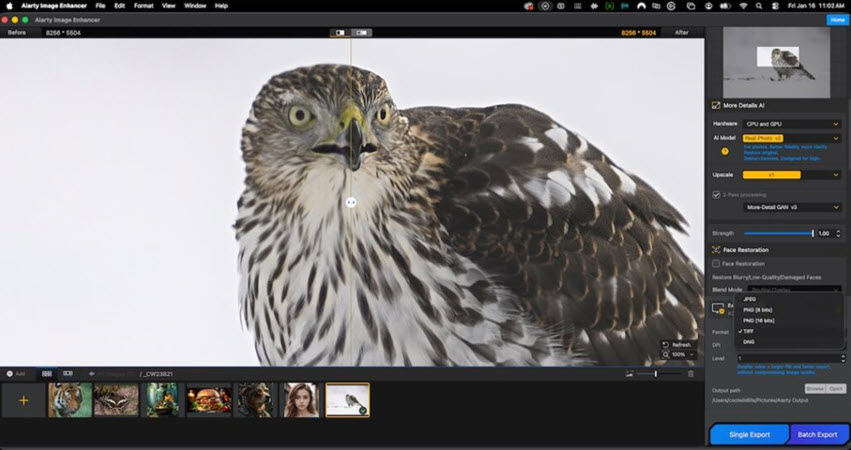 Aiarty Image Enhancer For Sharp Clear Wildlife Photos
