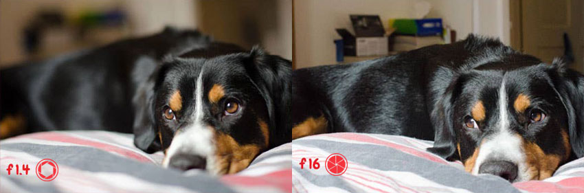 Aperture for Animal Photography