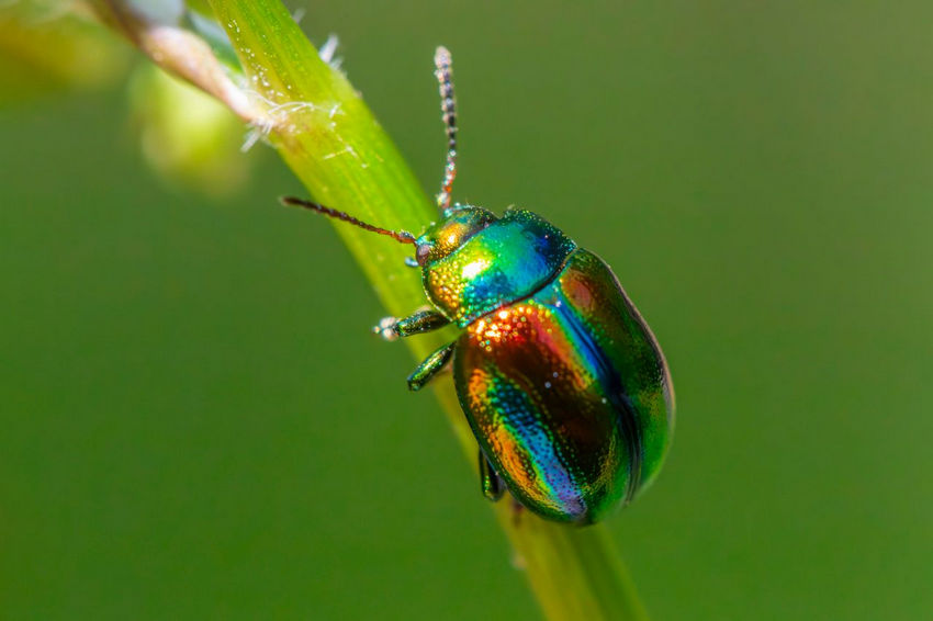Insect and Macro Animal Photography