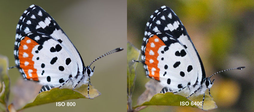 ISO Settings for Animal Photography