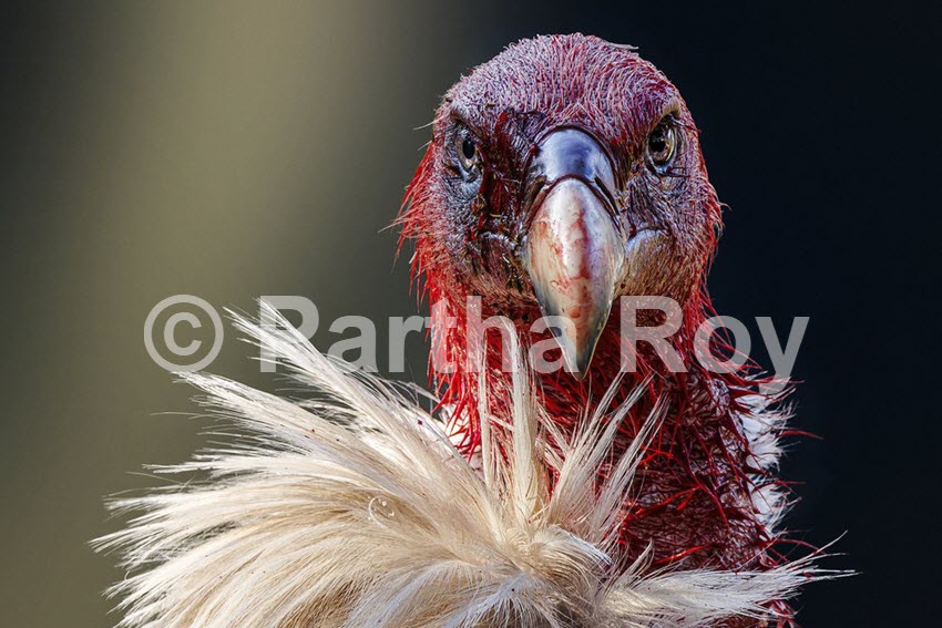 Animal Photography - Portraits