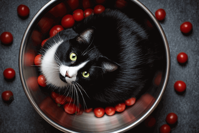 Katzenfotografie