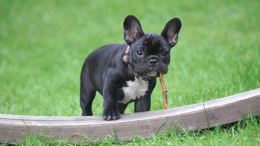Dog Poses
