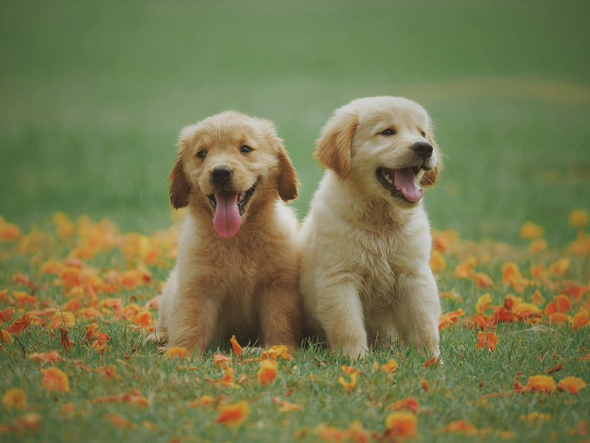 Dog Poses