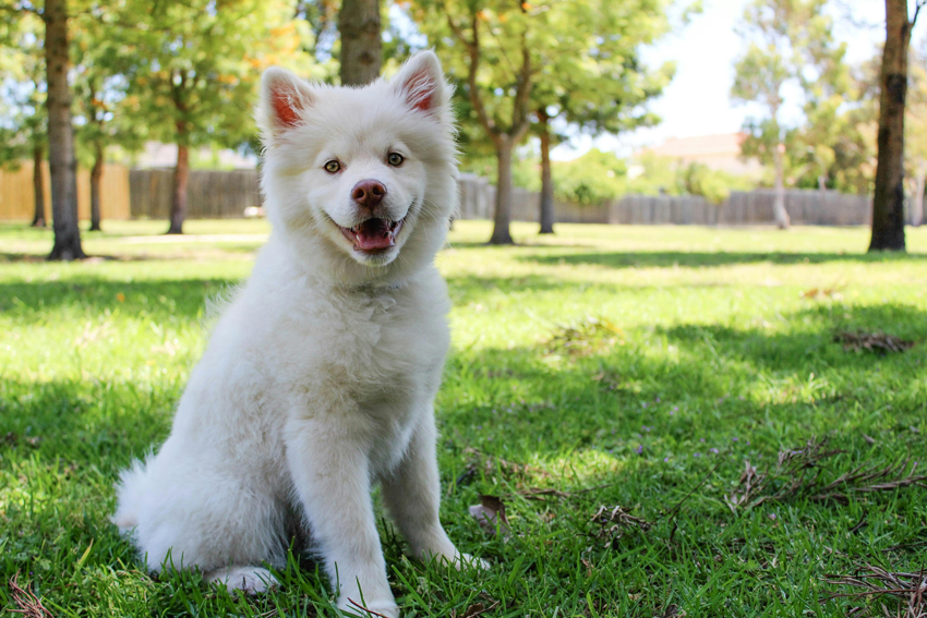 Dog Poses