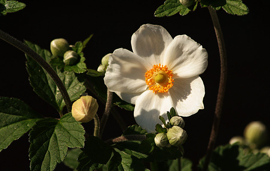 Flower Photography Anemone Hupehensis