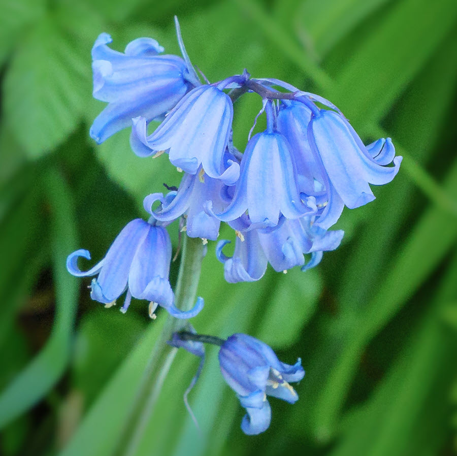 Flower Photography Bluebells