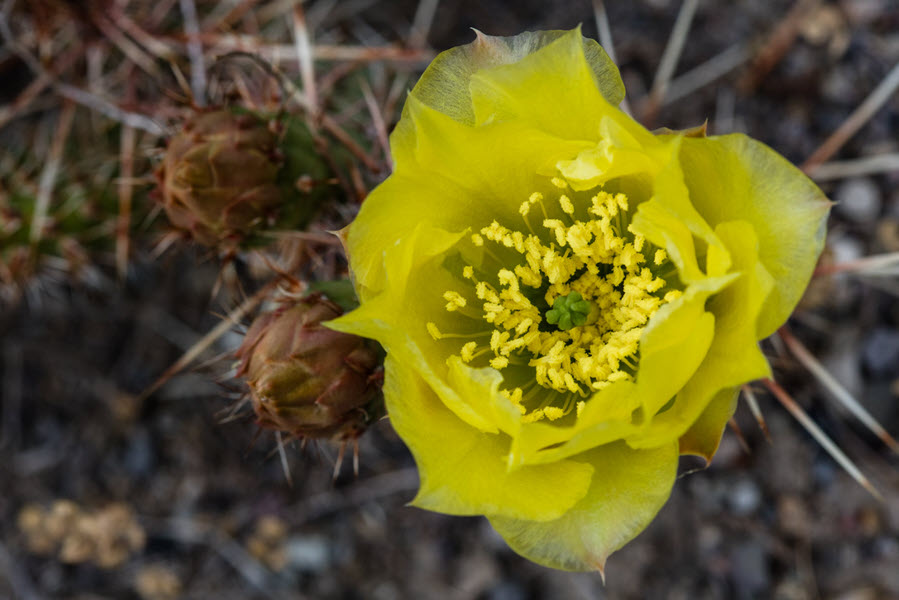 Flower Photography Brittle Pricklypear