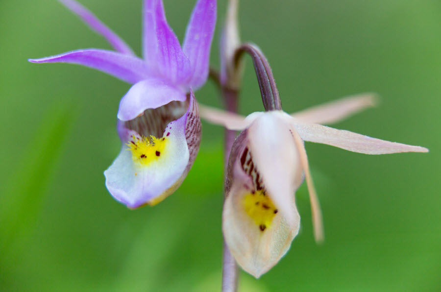 Flower Photography Fairy Slipper Orchid