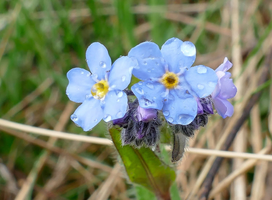 Flower Photography Forget Me Not
