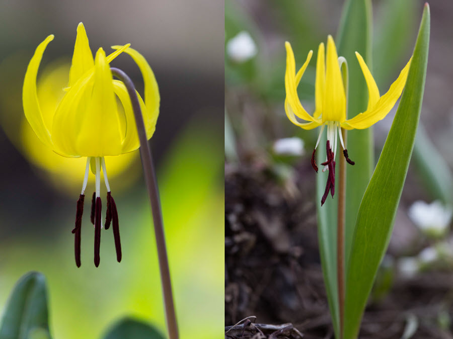 Flower Photography Glacier Lily