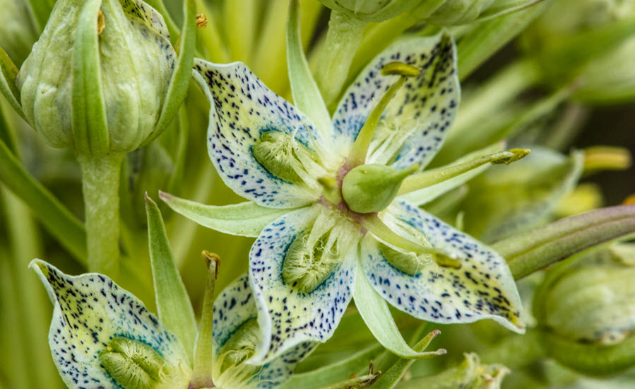 Flower Photography Green Gentian Frasera
