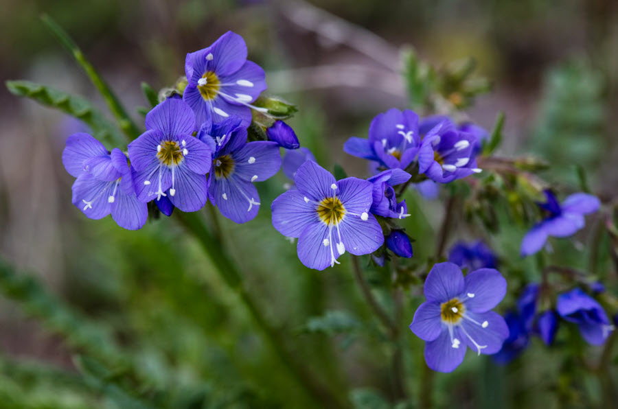 Flower Photography Jacobs Ladder