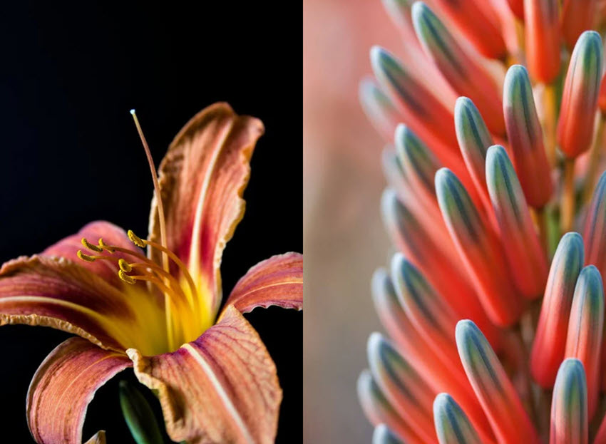 Flower Photography Macro Lens