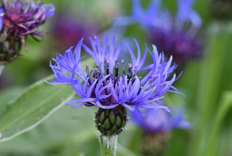 Flower Photography Perennial Cornflower