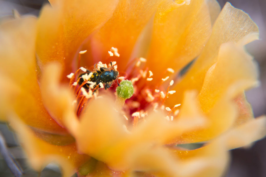 Flower Photography Prickly Pear Cactus