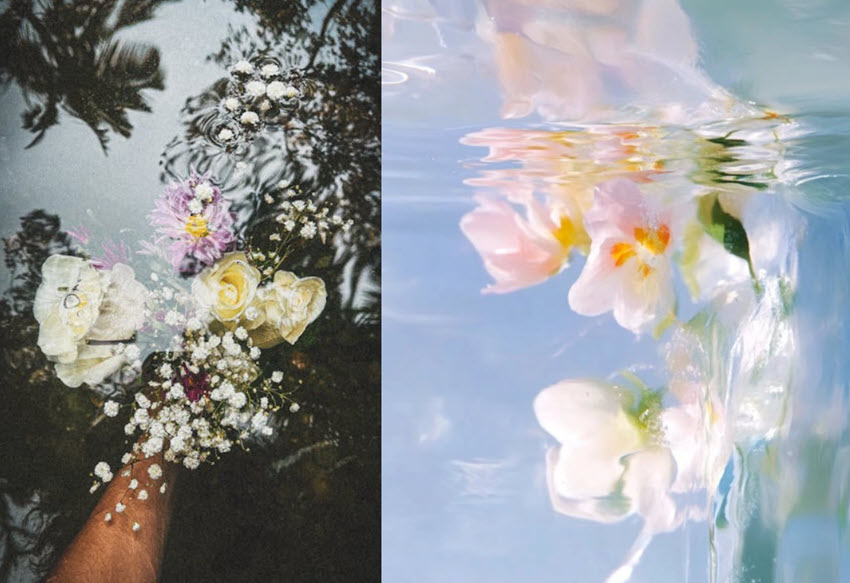 Flower Photography Under Water Lily