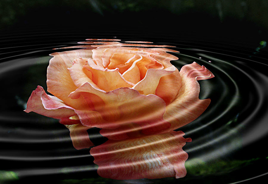 Flower Photography Under Water