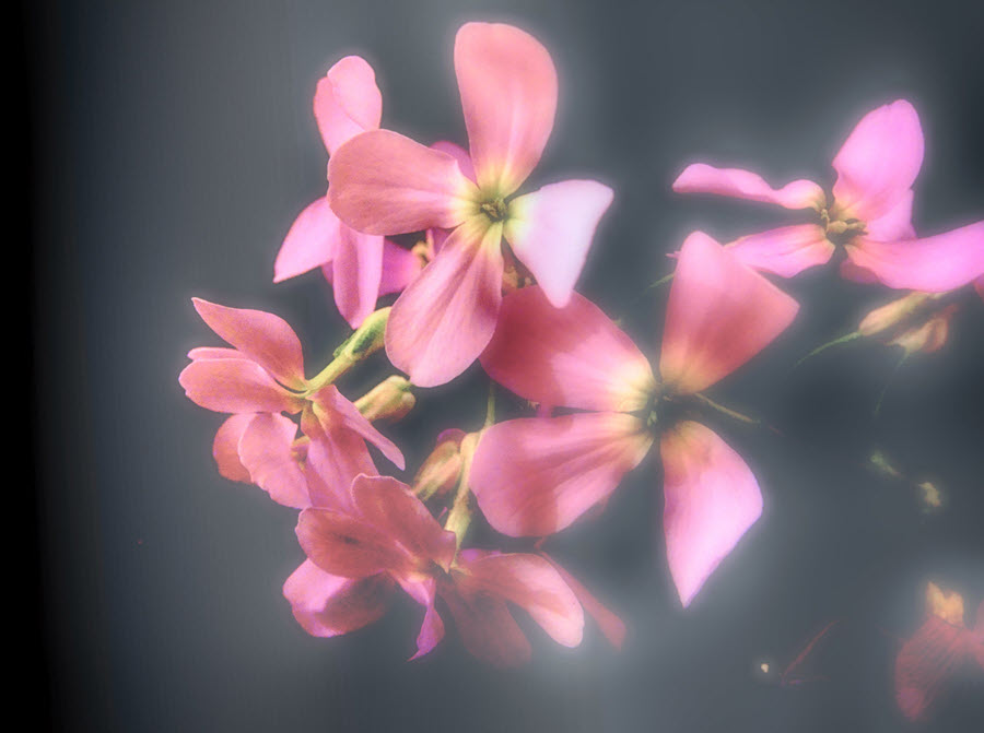 Holographic Flower Photography
