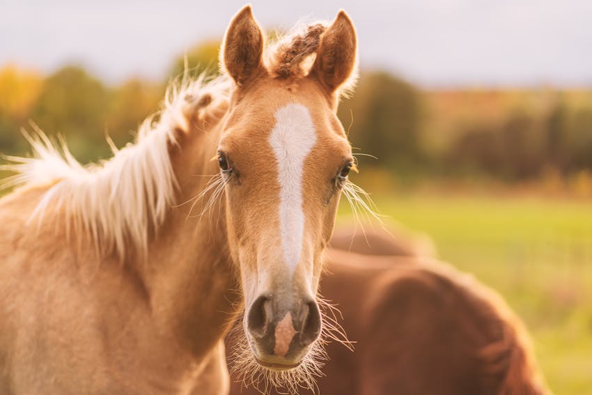 Horse Photography 4
